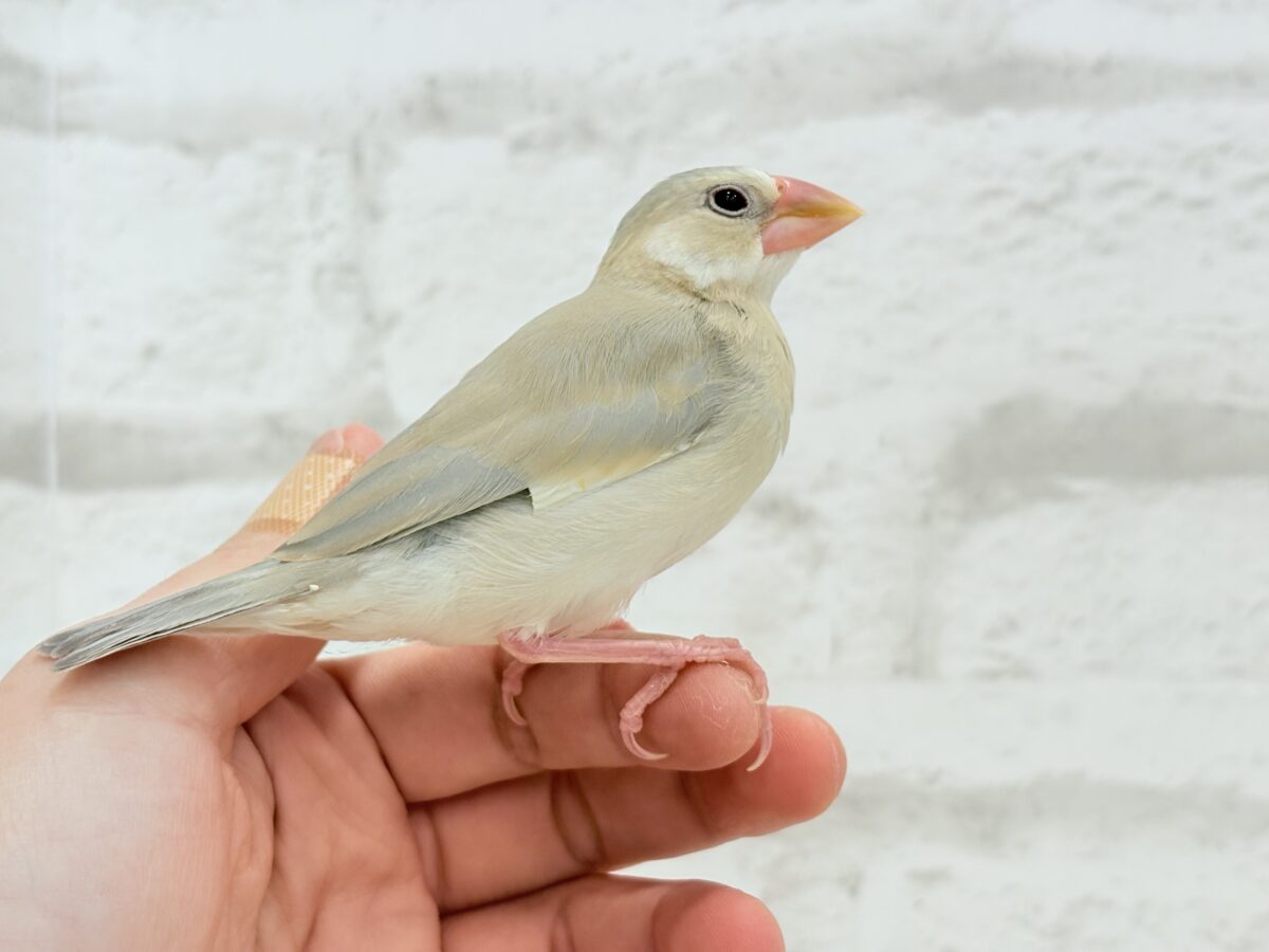 パステル文鳥