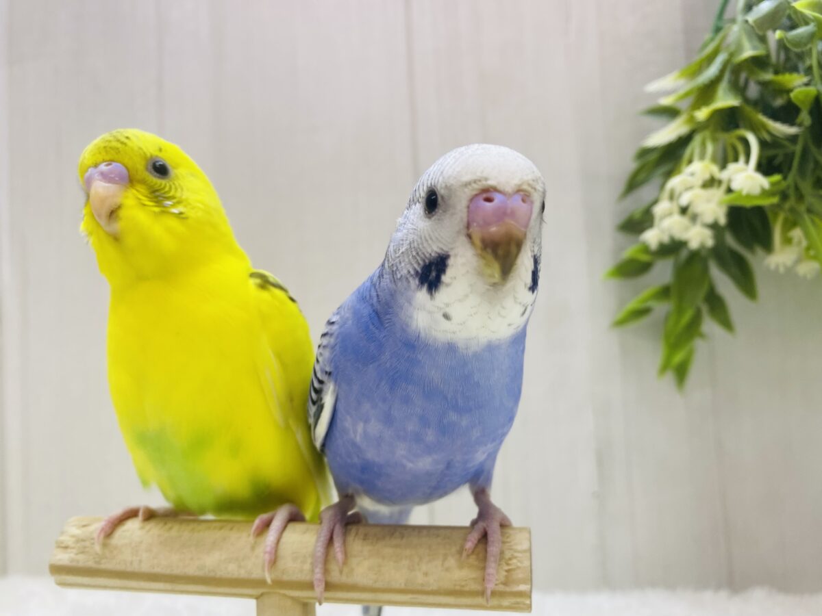 セキセイインコ