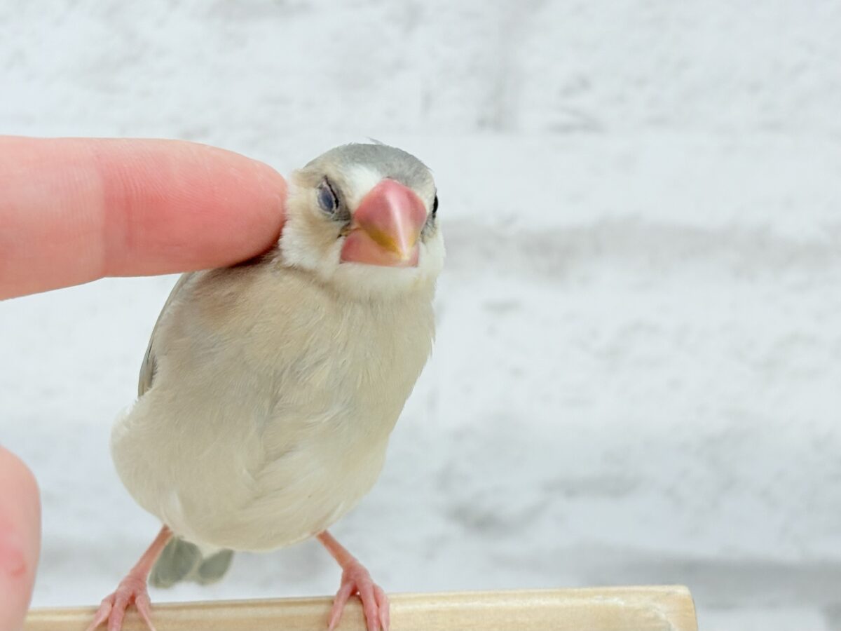 パステル文鳥
