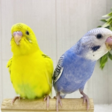 最新画像有ります⭐️見た目も性格も正反対⁉️賑やか✨セキセイインコ