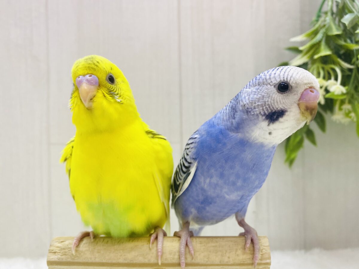 最新画像有ります⭐️見た目も性格も正反対⁉️賑やか✨セキセイインコ