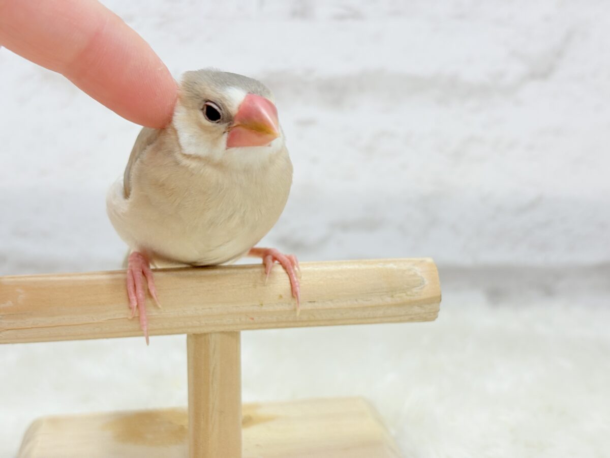 パステル文鳥