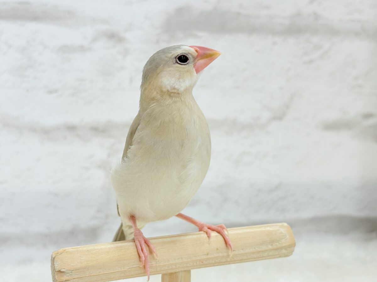 パステル文鳥