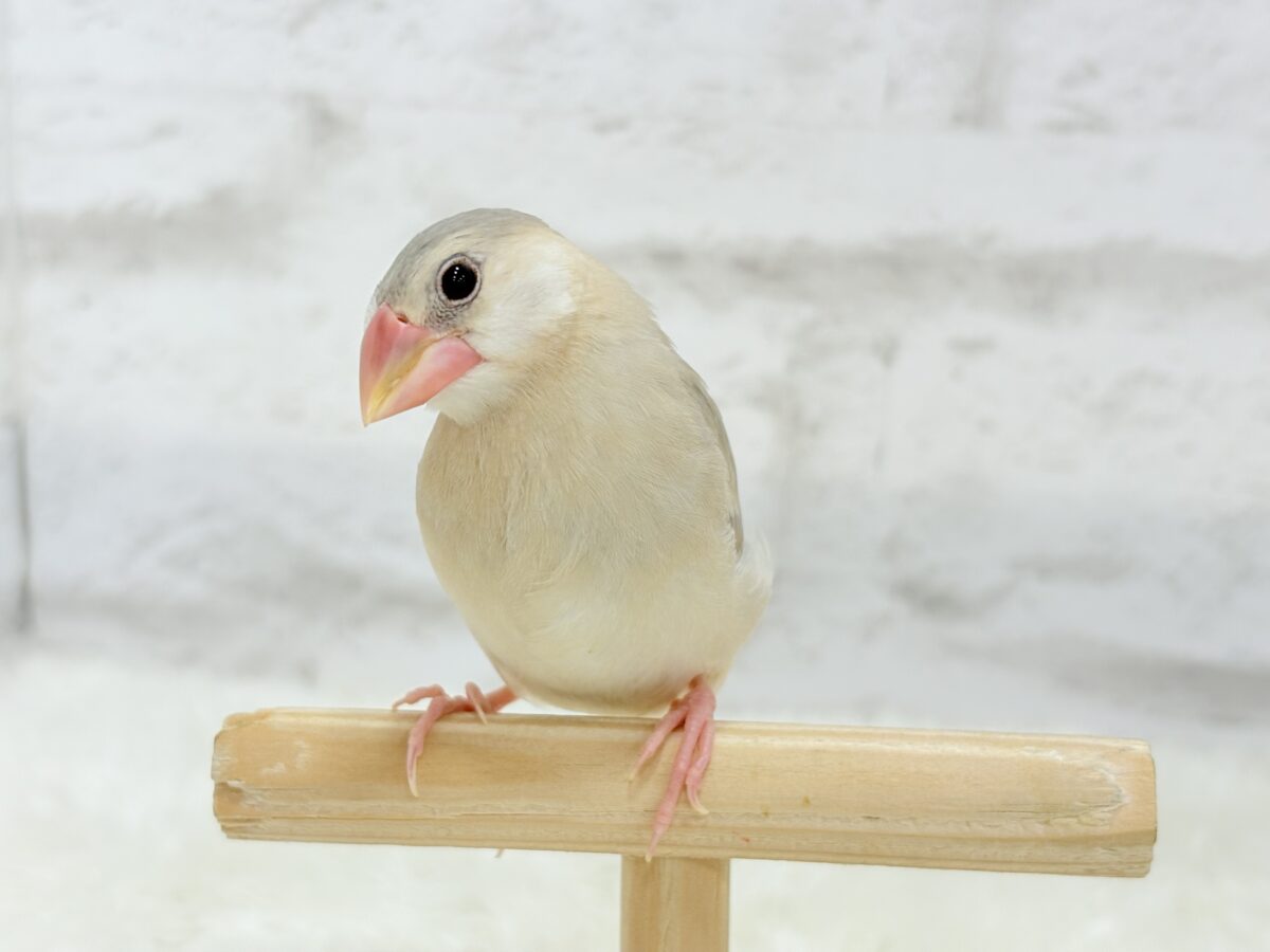 パステル文鳥
