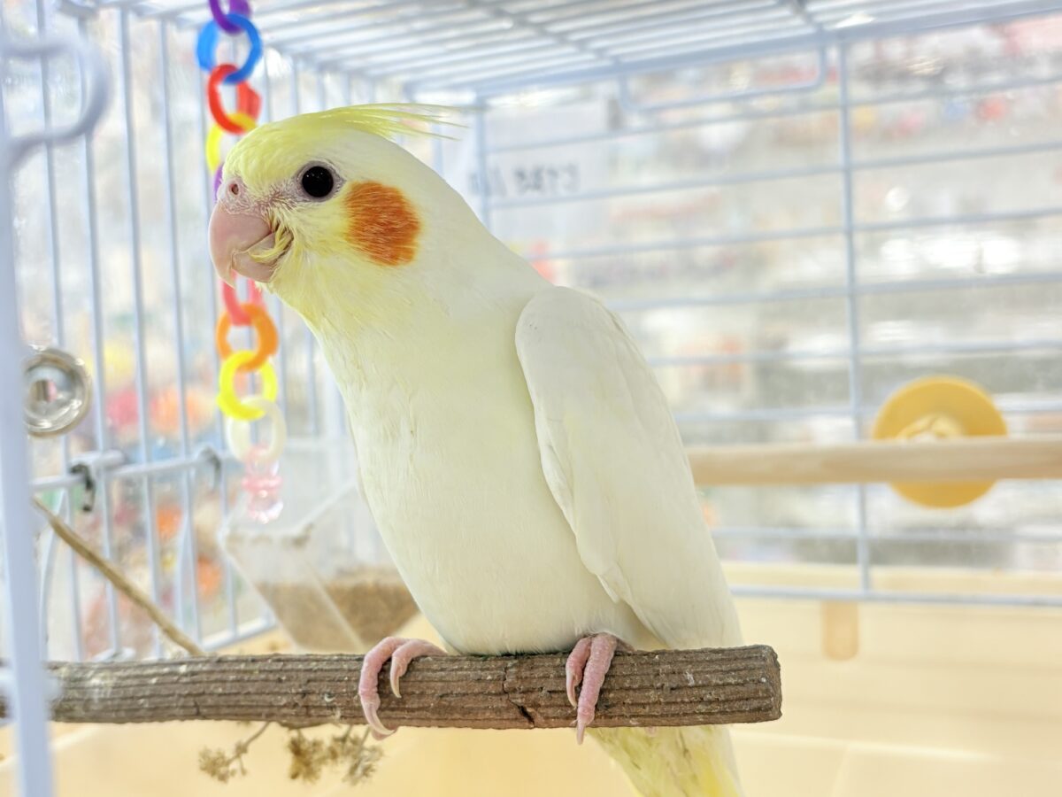 オカメインコ