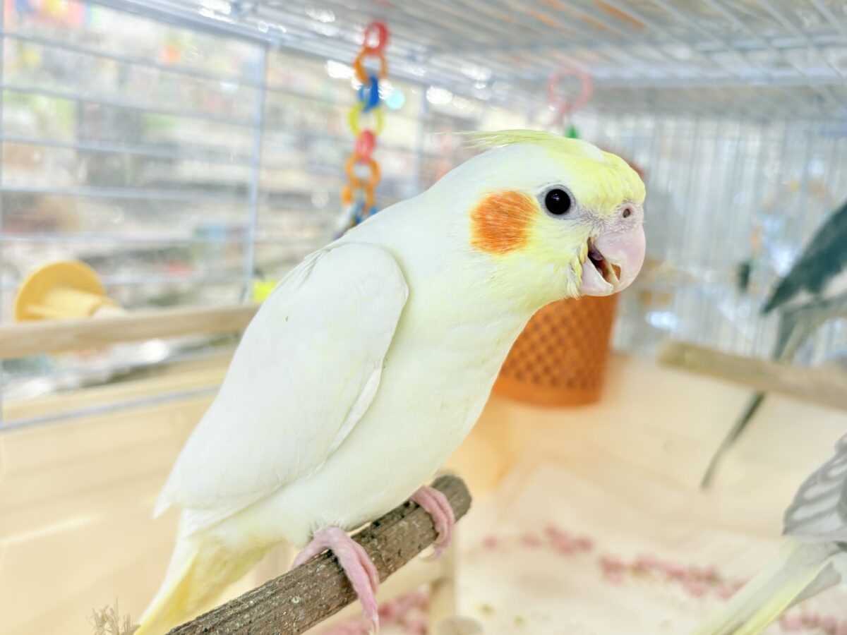 オカメインコ