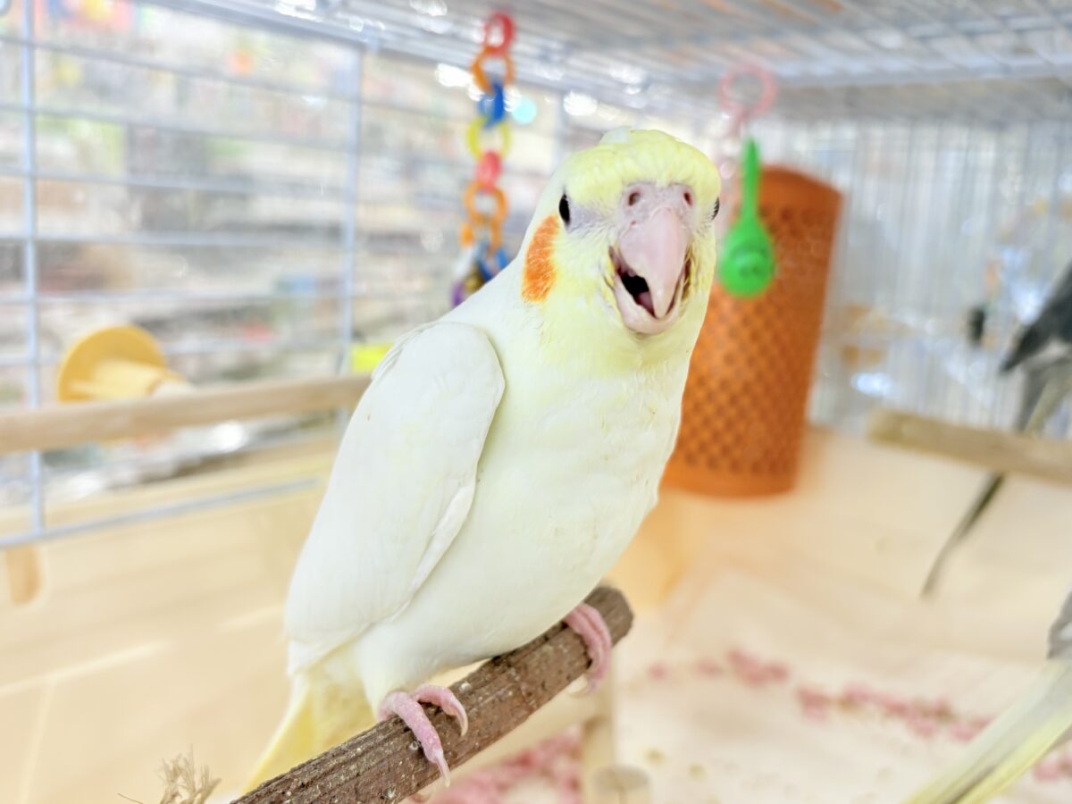 オカメインコ
