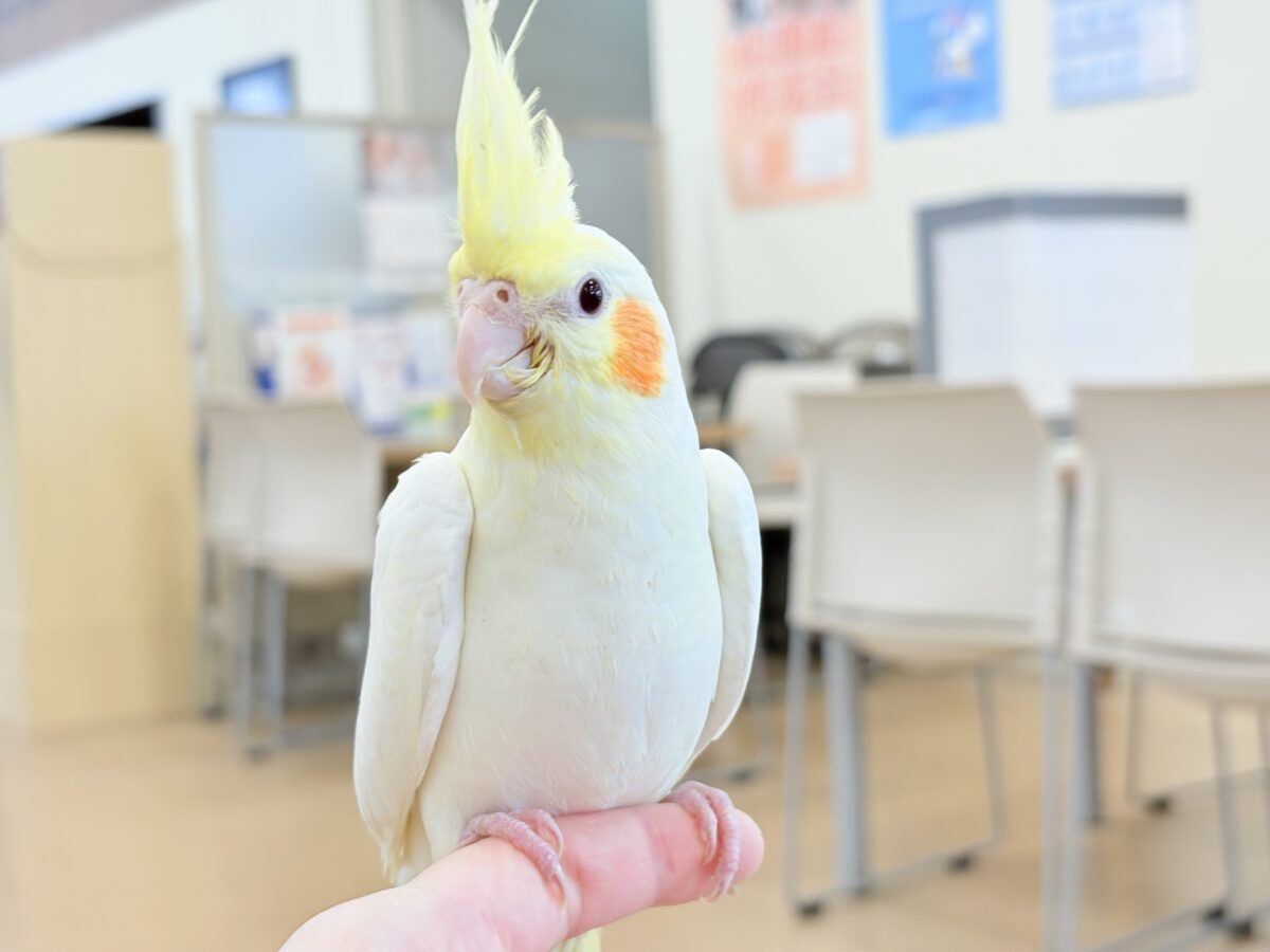 オカメインコ