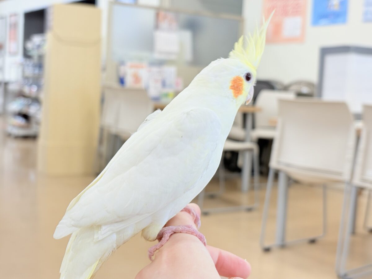 オカメインコ