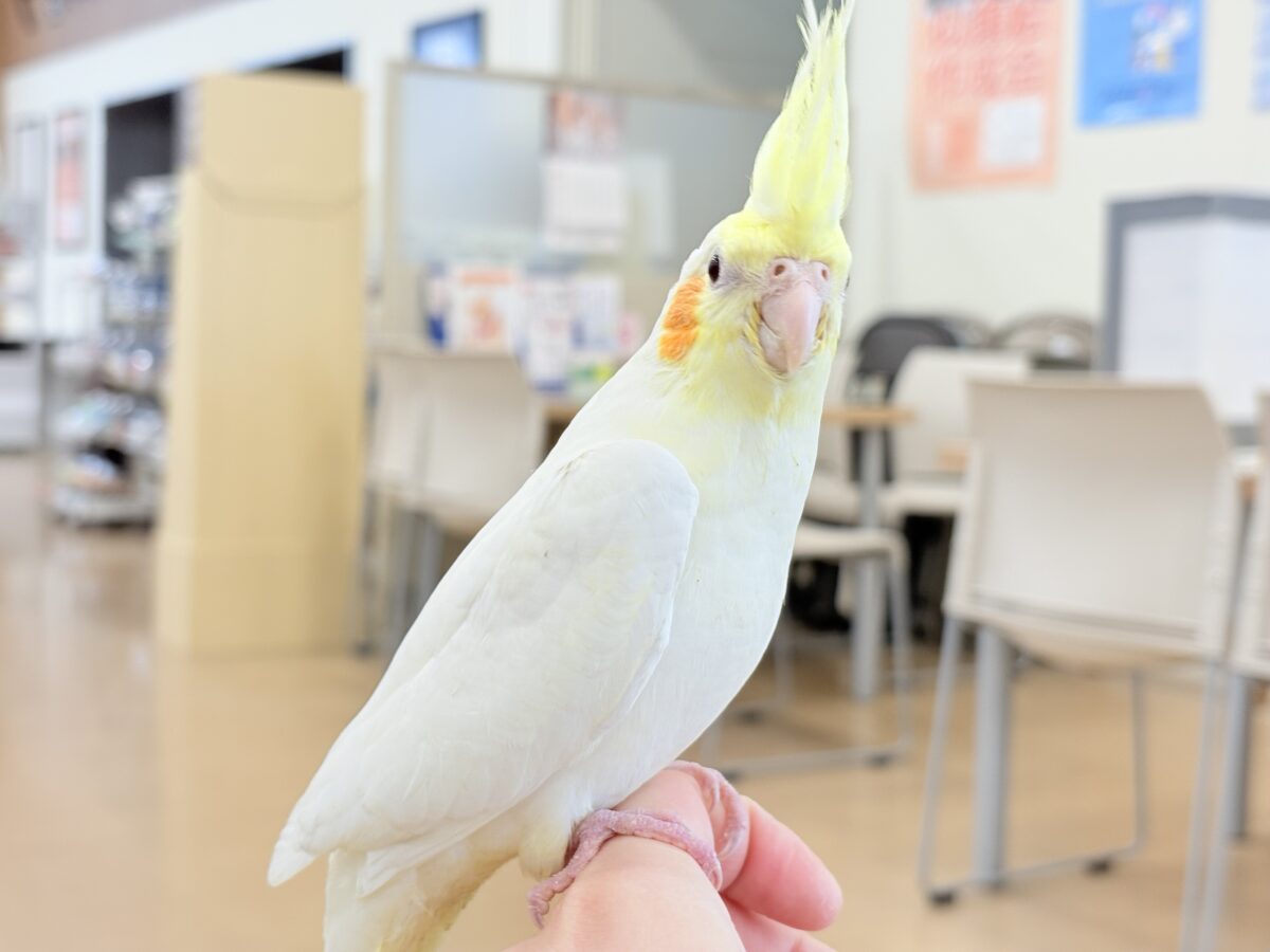オカメインコ
