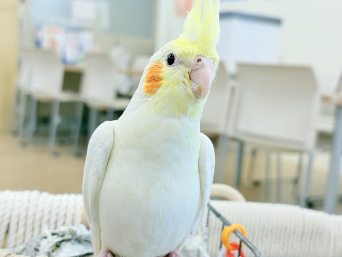 オカメインコ