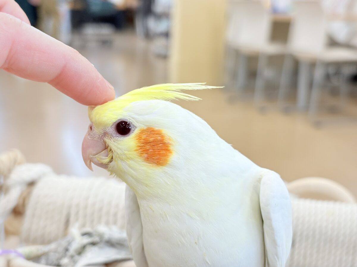 オカメインコ
