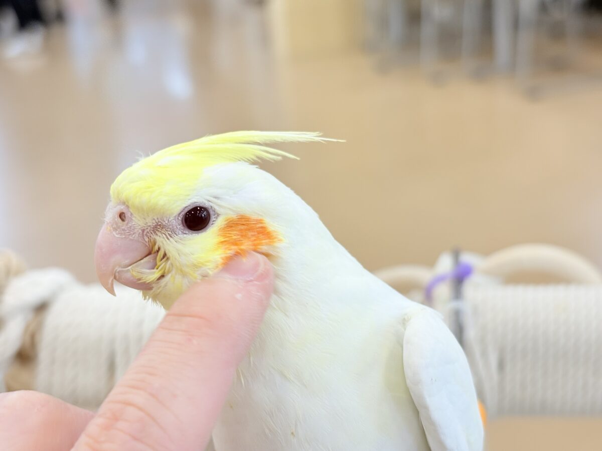 オカメインコ