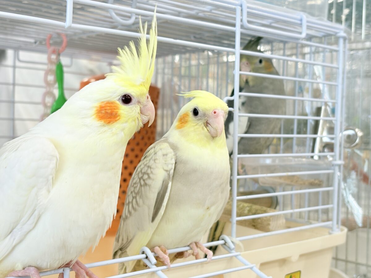 オカメインコ
