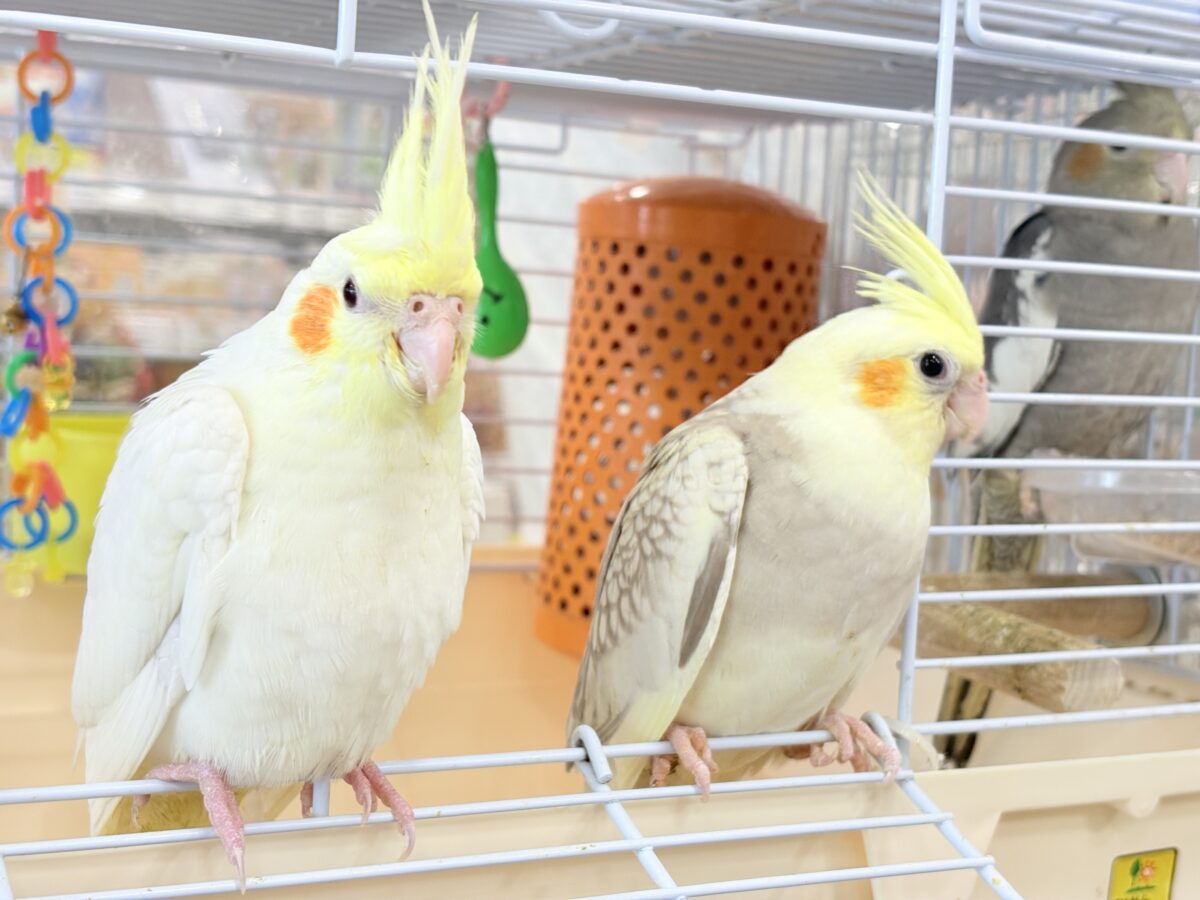 オカメインコ