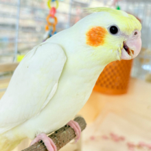 いつまでもヒナ鳴き止まらない‪☆オカメインコ(ルチノー) ヒナ
