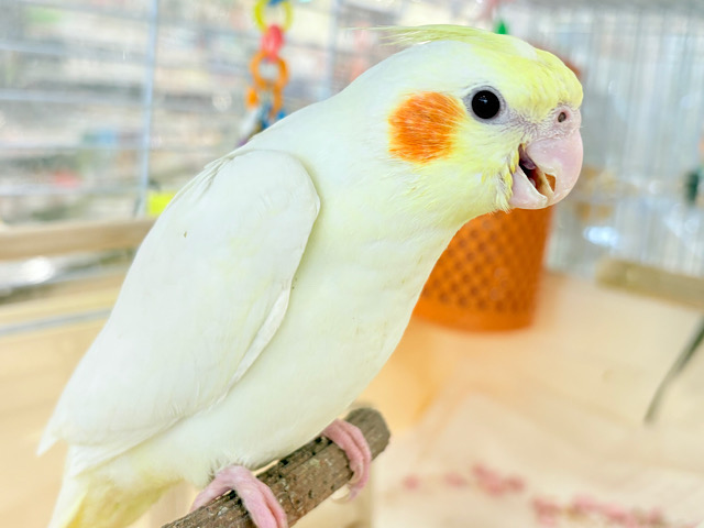 いつまでもヒナ鳴き止まらない‪☆オカメインコ(ルチノー) ヒナ