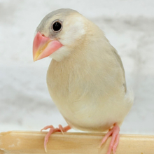 握って！なでて！たくさん甘やかしてね？♥パステル文鳥