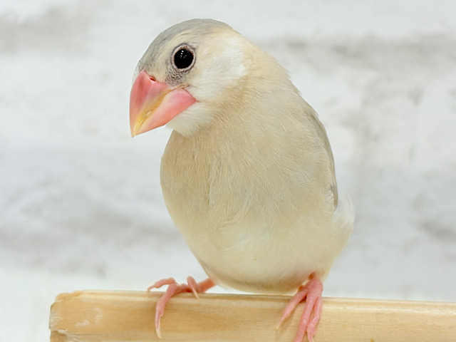握って！なでて！たくさん甘やかしてね？♥パステル文鳥