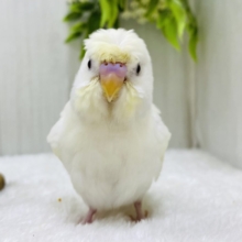 最新画像有ります❗️癖っ羽さえも愛おしい💓淡〜いクリーム💛梵天セキセイインコ‼️
