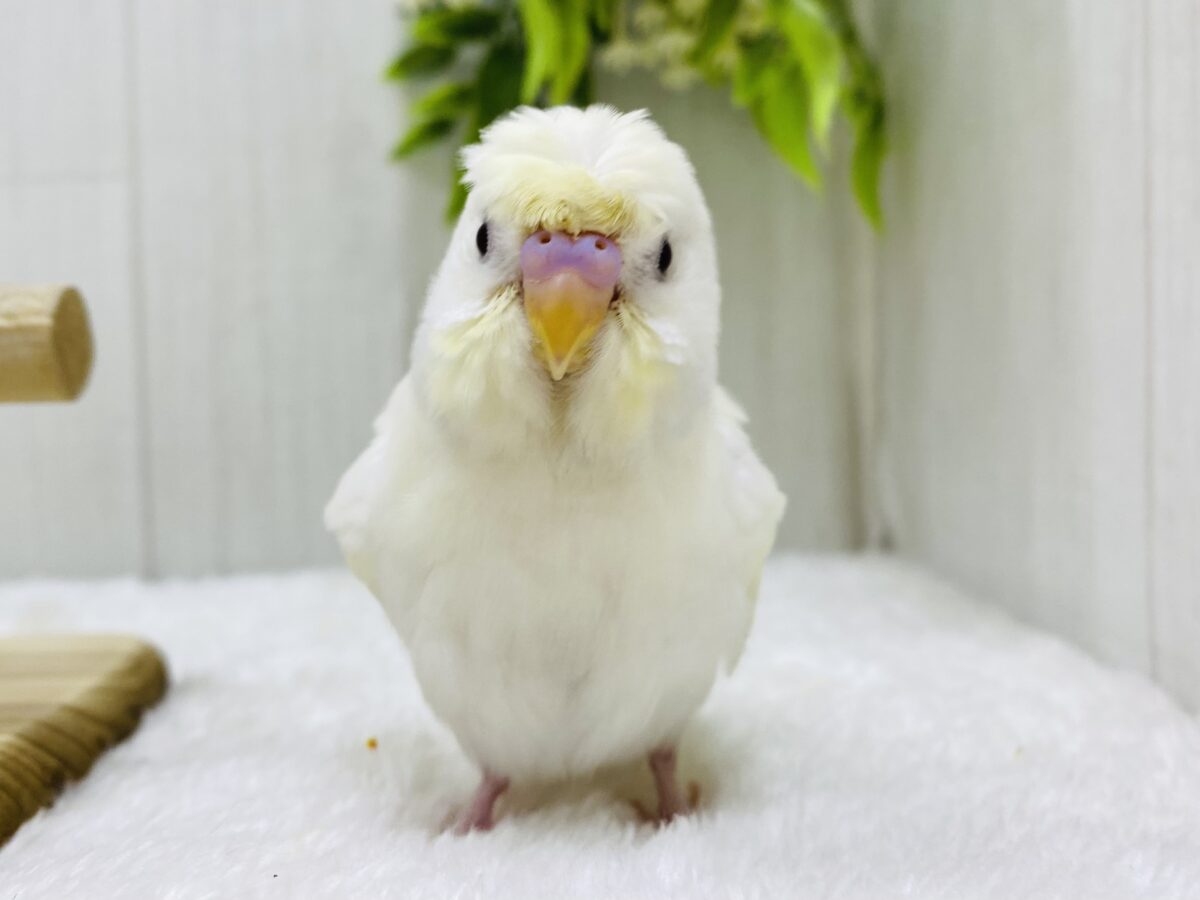 最新画像有ります❗️癖っ羽さえも愛おしい💓淡〜いクリーム💛梵天セキセイインコ‼️