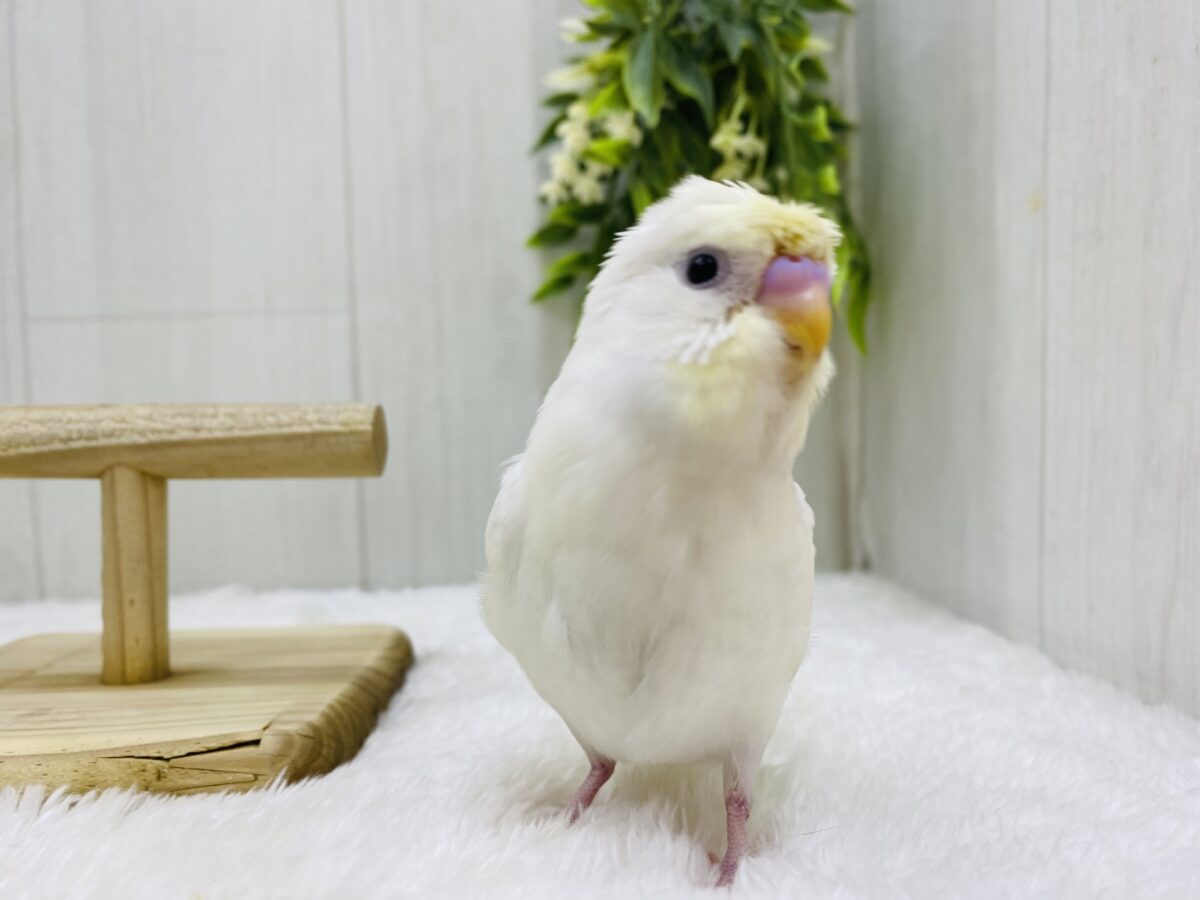 梵天セキセイインコ