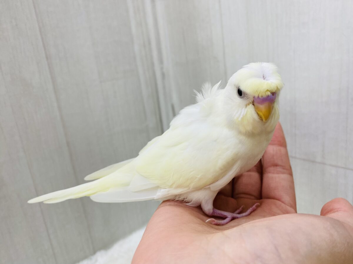 梵天セキセイインコ