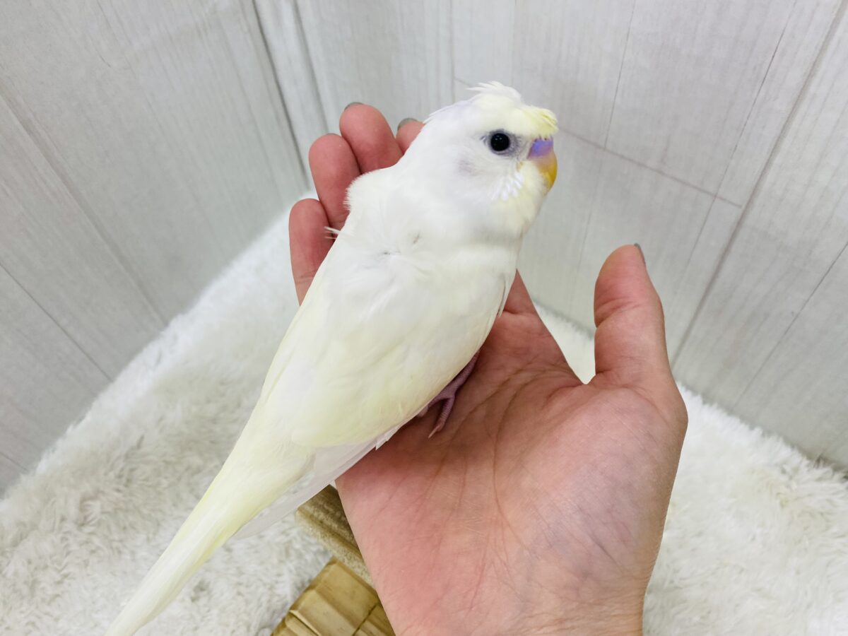 梵天セキセイインコ