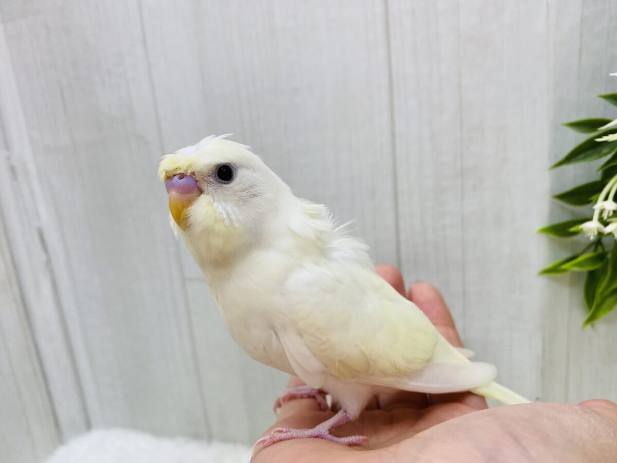 梵天セキセイインコ