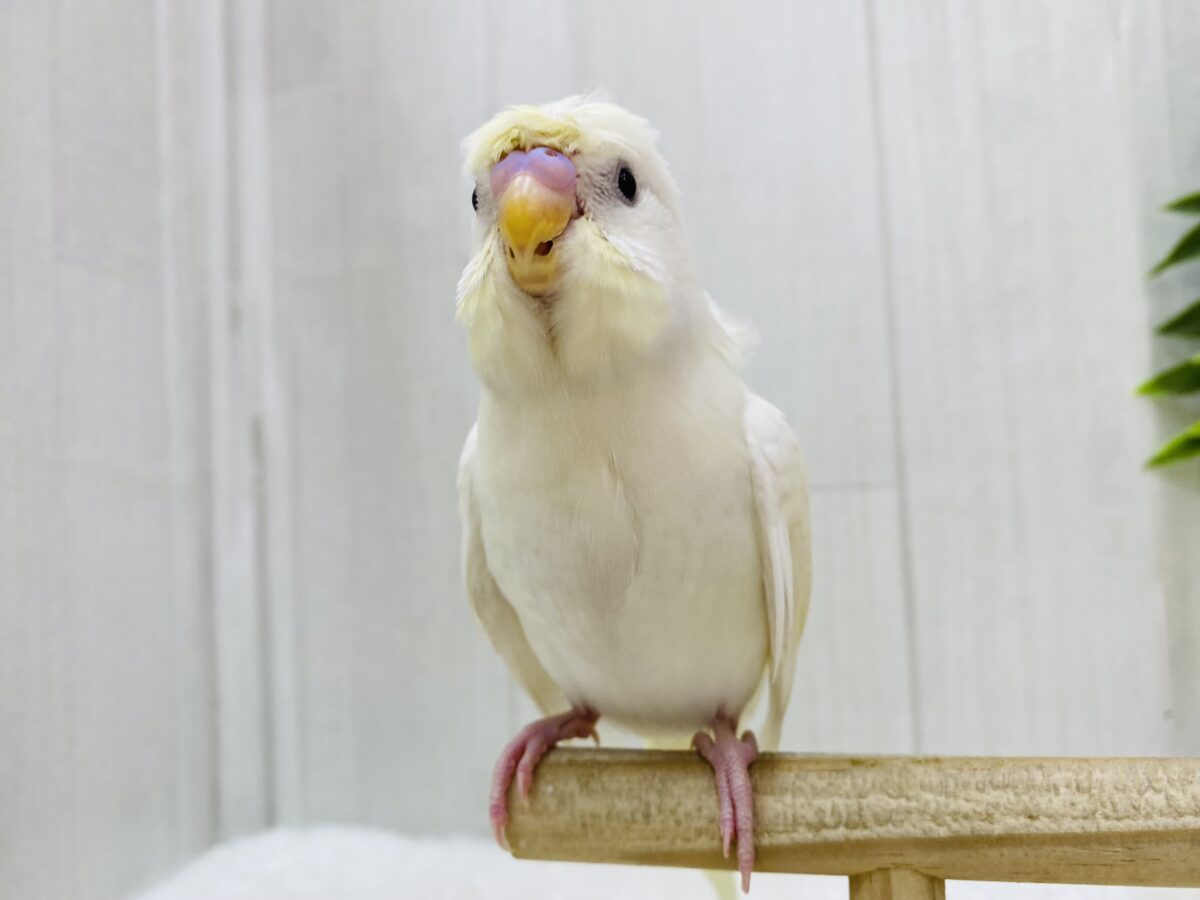 梵天セキセイインコ