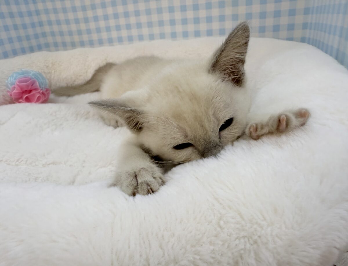 トンキニーズ