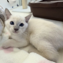 ふみふみが止まりませんっっっ！トンキニーズちゃん🐈
