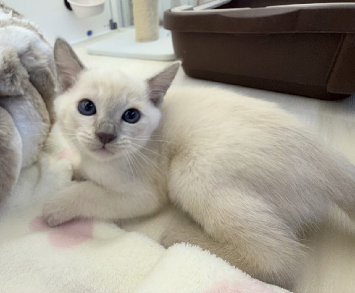 ふみふみが止まりませんっっっ！トンキニーズちゃん🐈