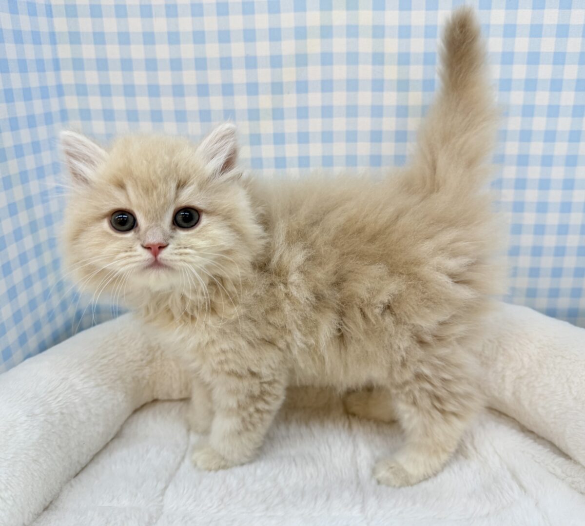 スコティッシュフォールド