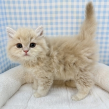 もふもふがすごい！可愛すぎるスコちゃん☺️