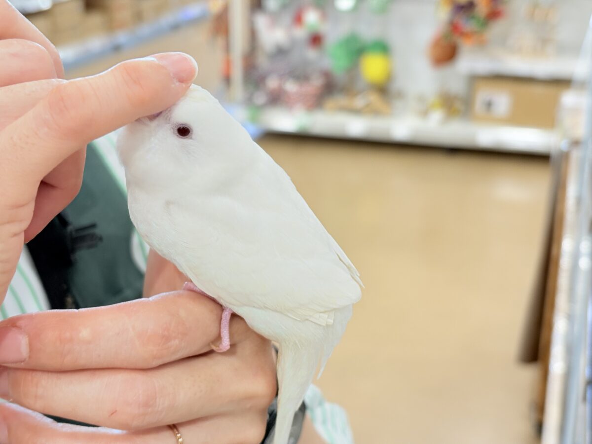 セキセイインコ