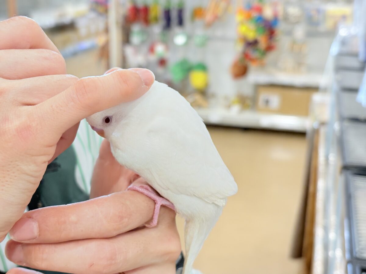 セキセイインコ