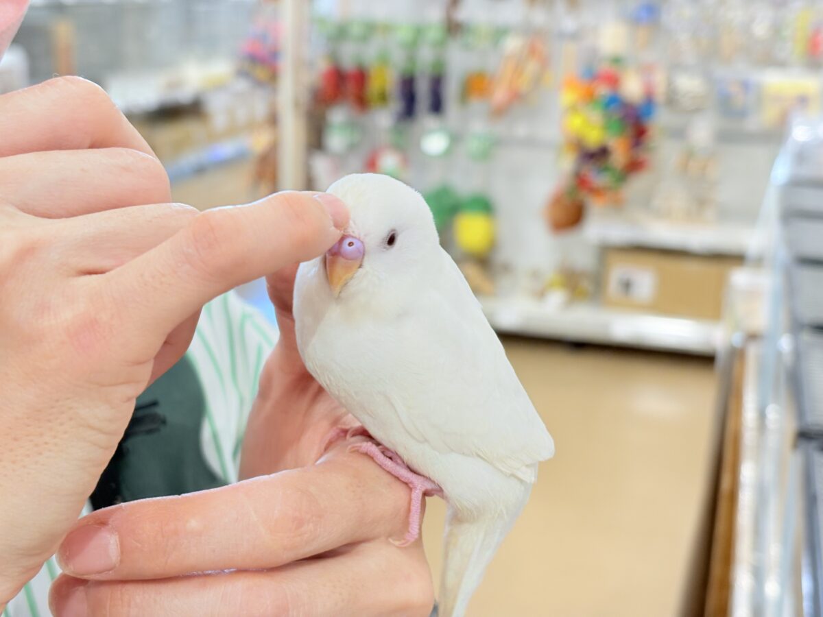セキセイインコ