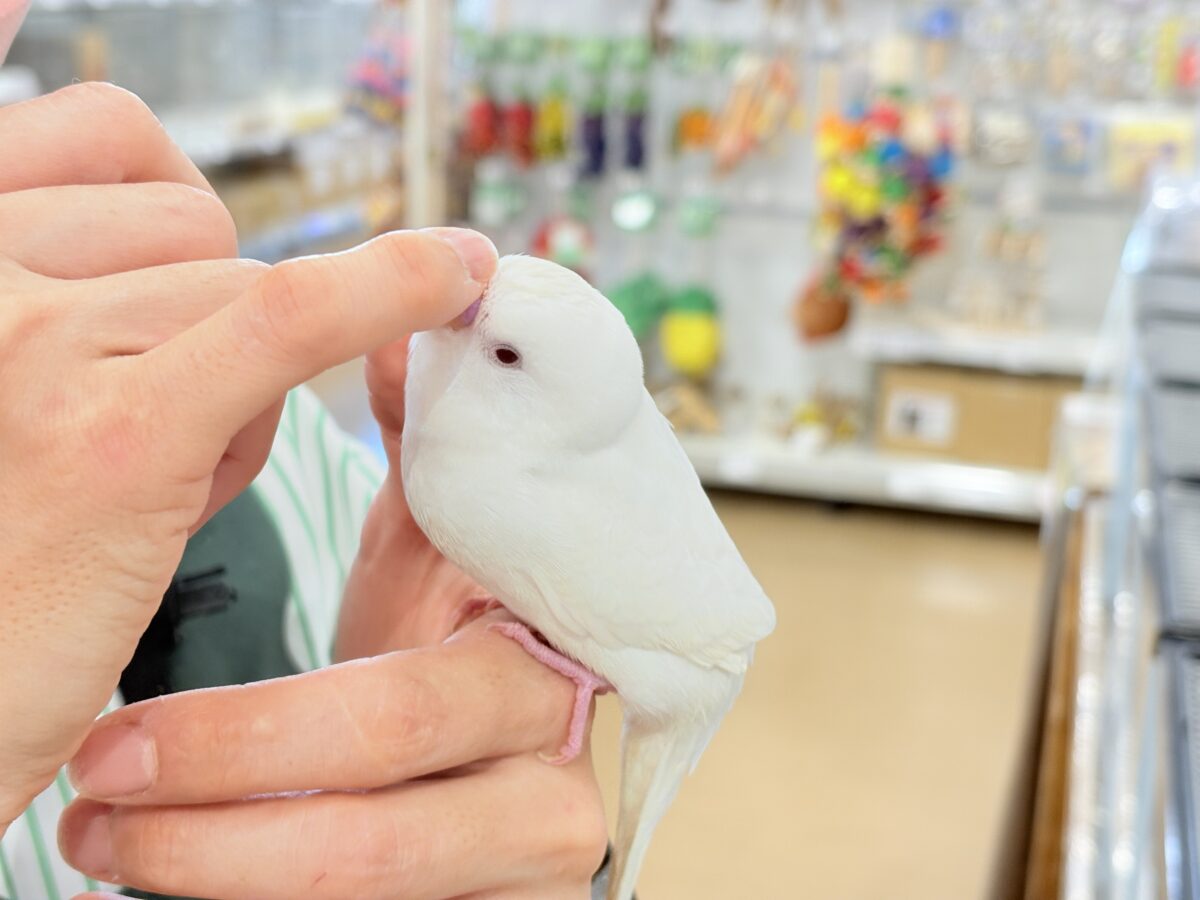 セキセイインコ