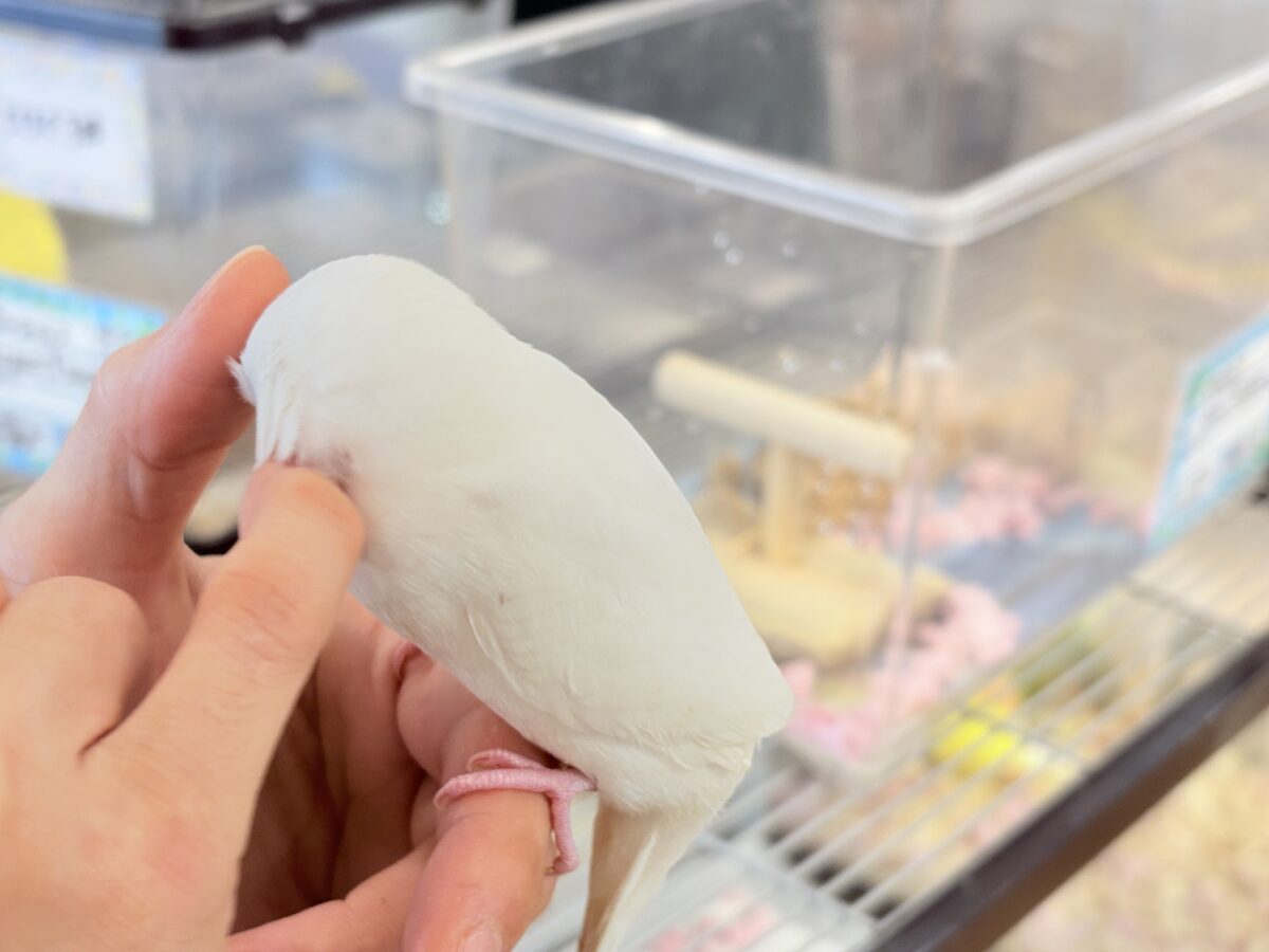 セキセイインコ