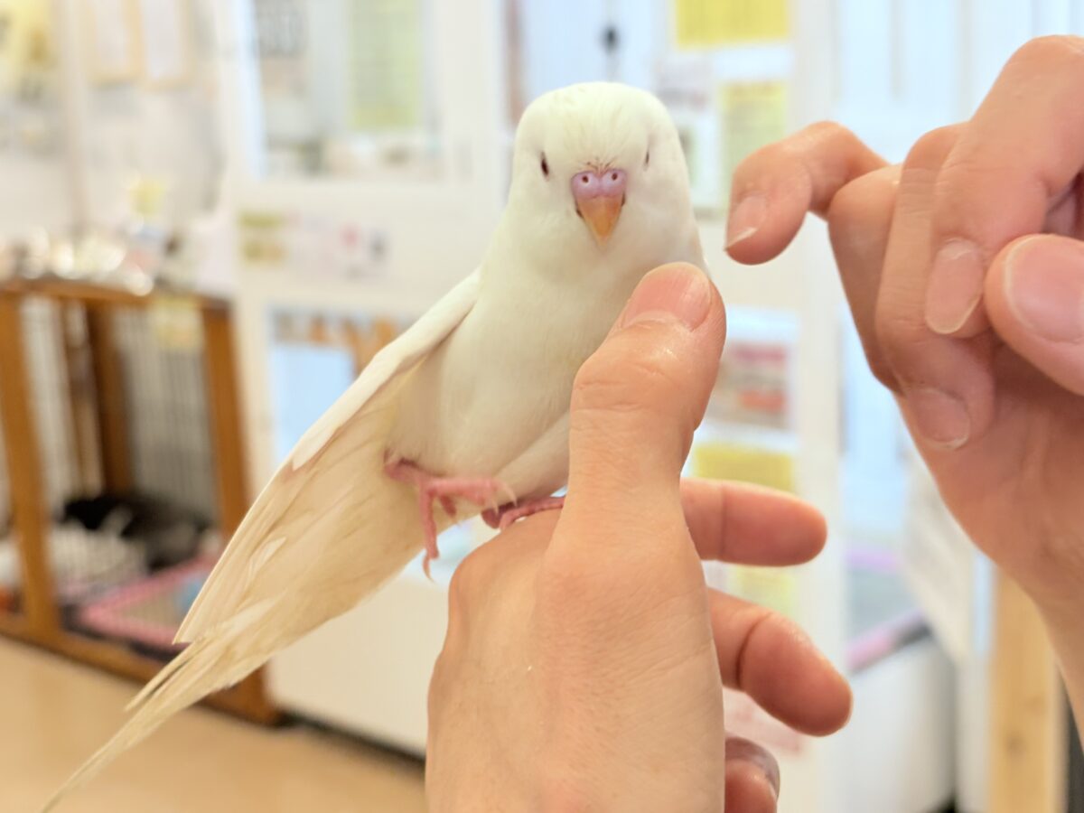 セキセイインコ