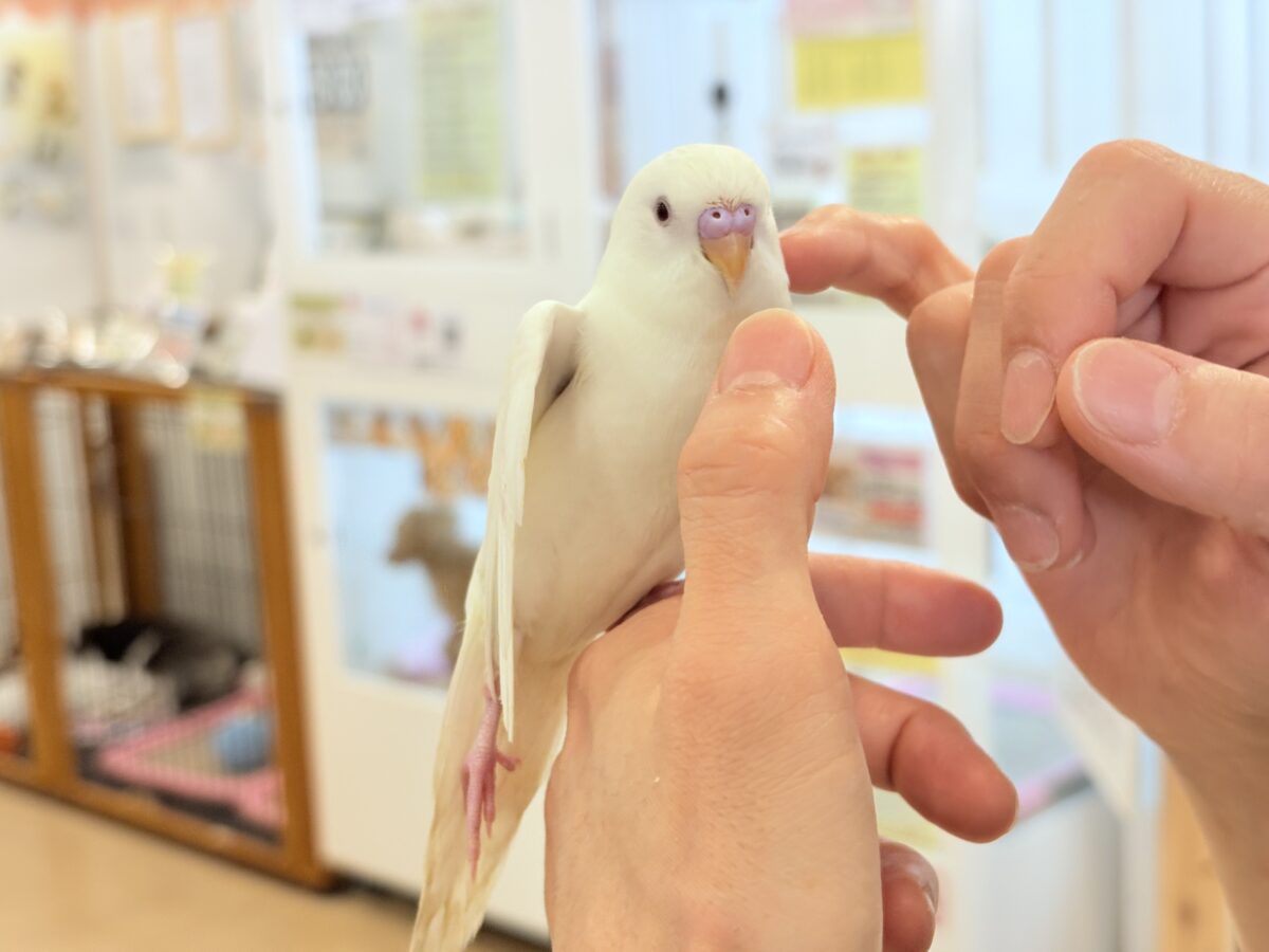 セキセイインコ