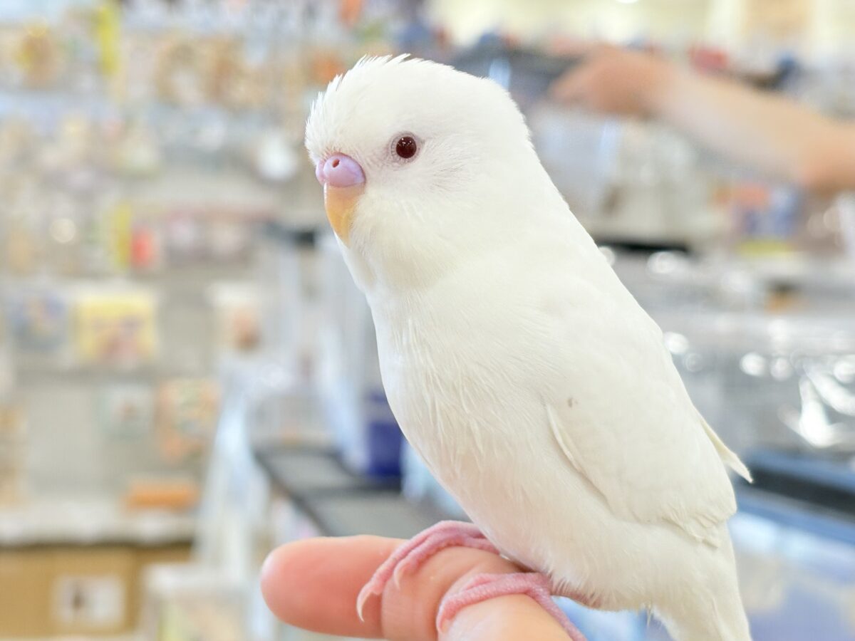 セキセイインコ
