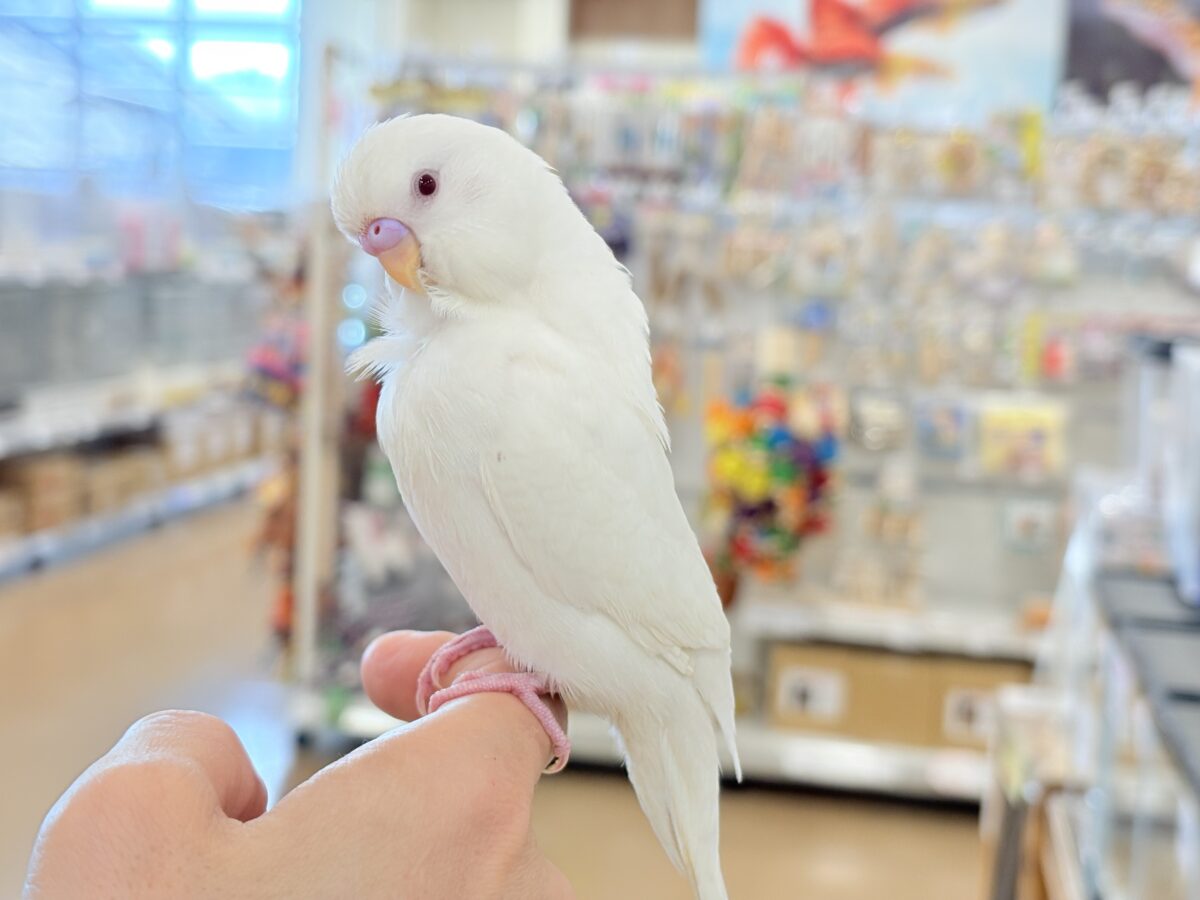 セキセイインコ