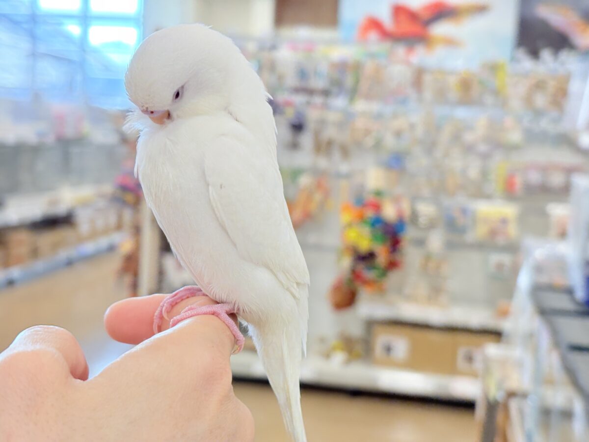 セキセイインコ