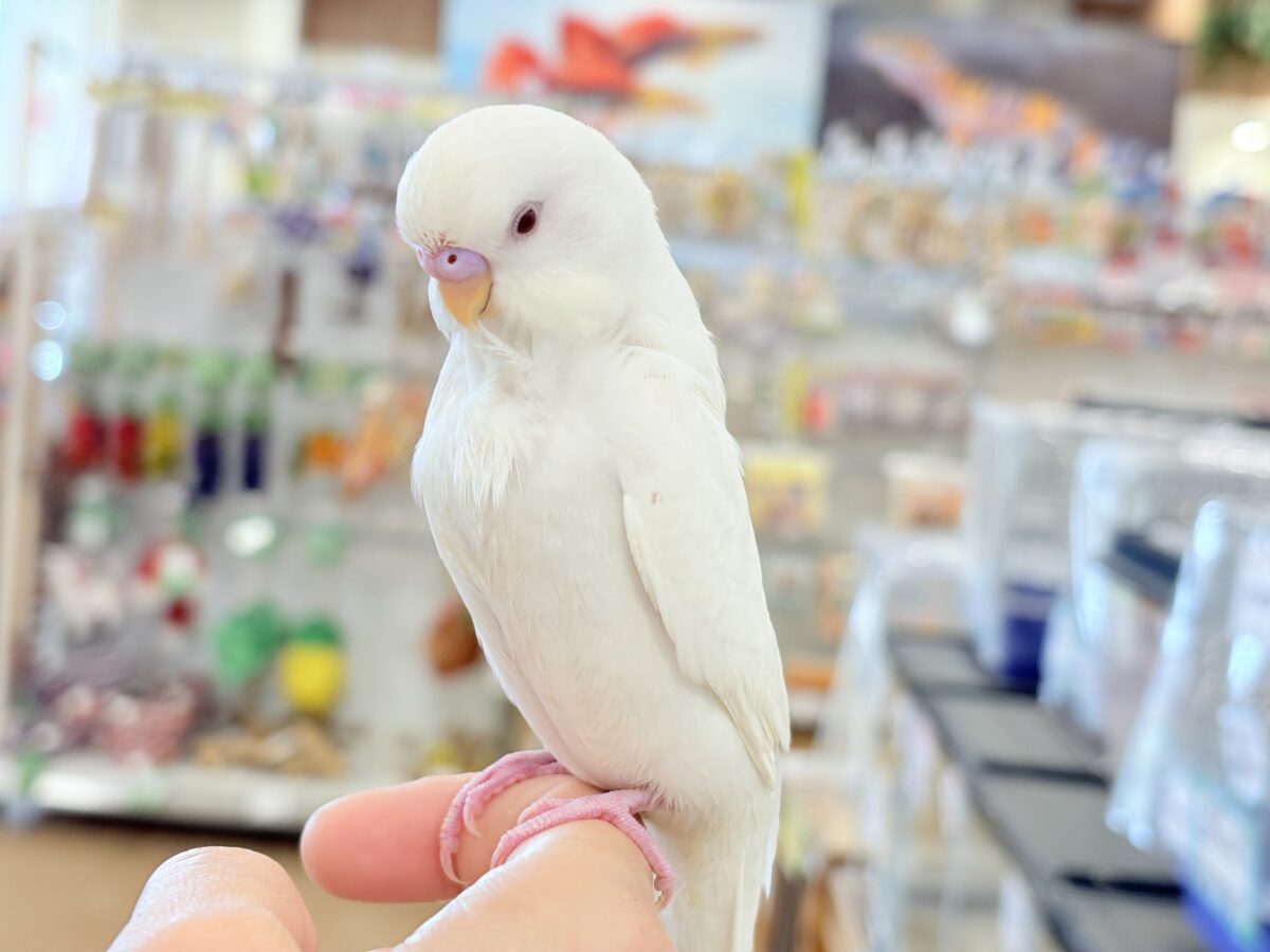 セキセイインコ