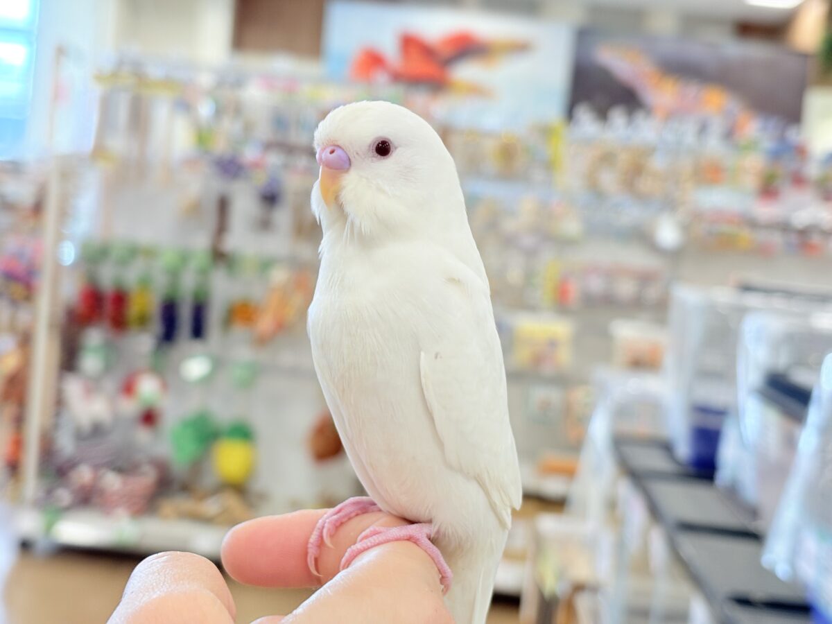 セキセイインコ