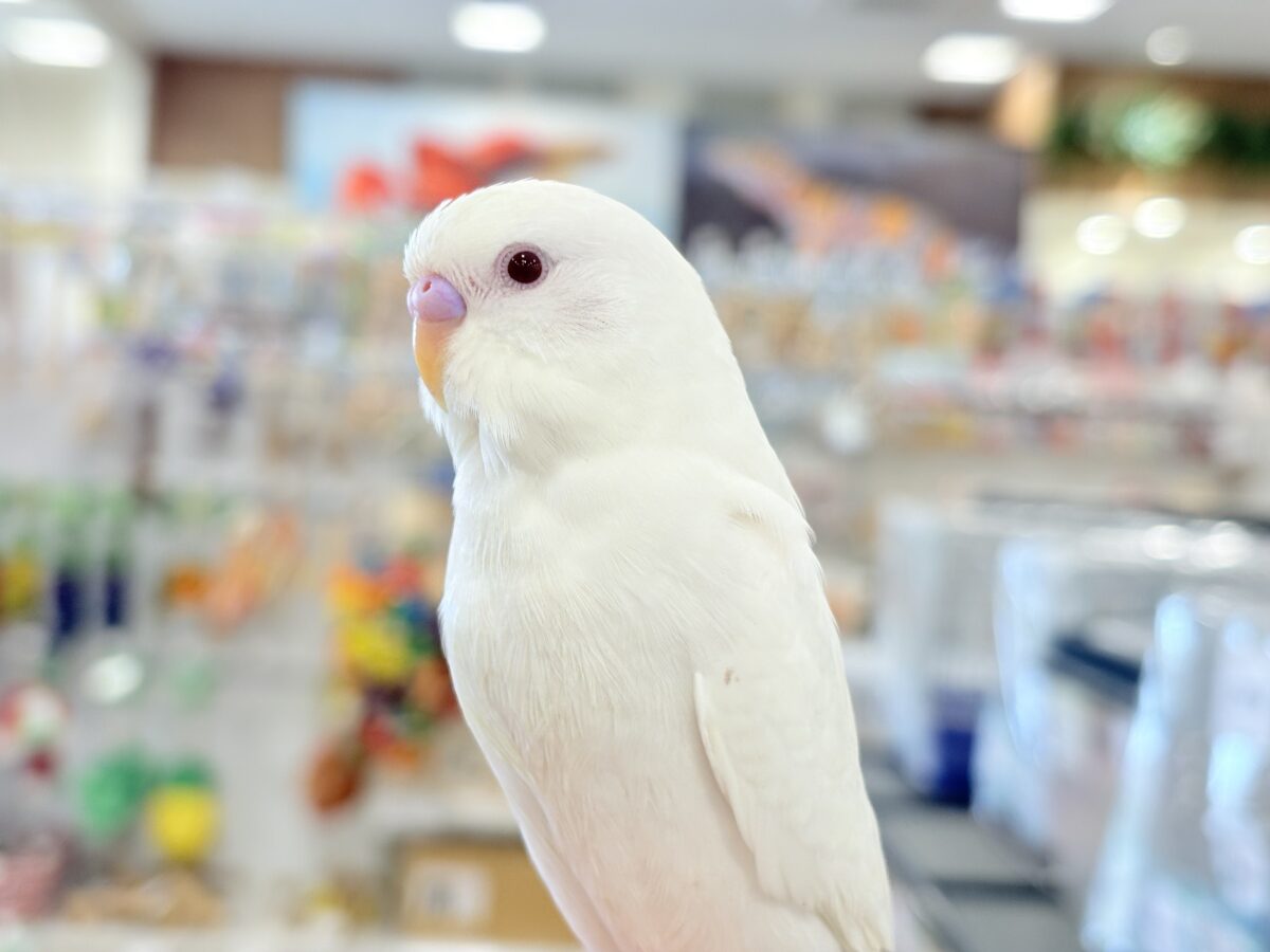 セキセイインコ
