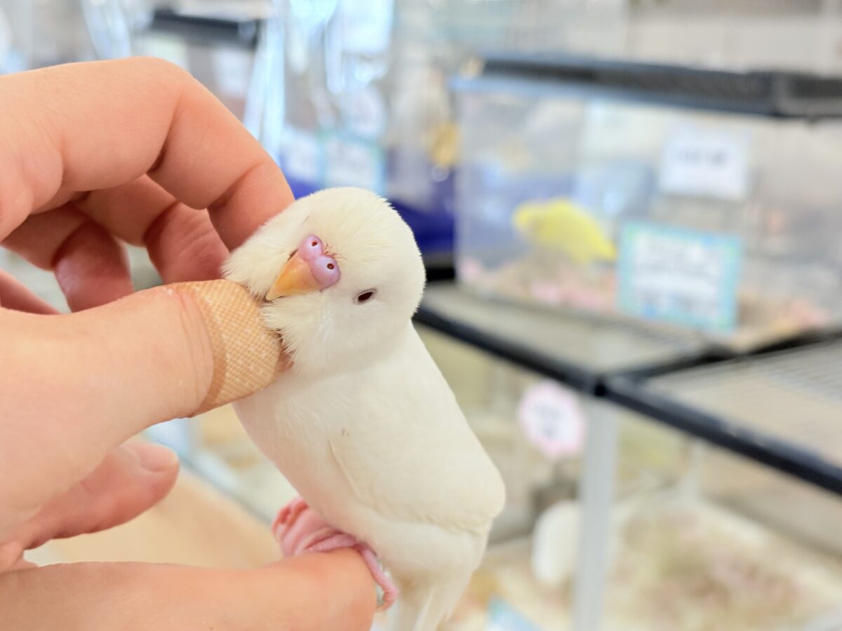 セキセイインコ