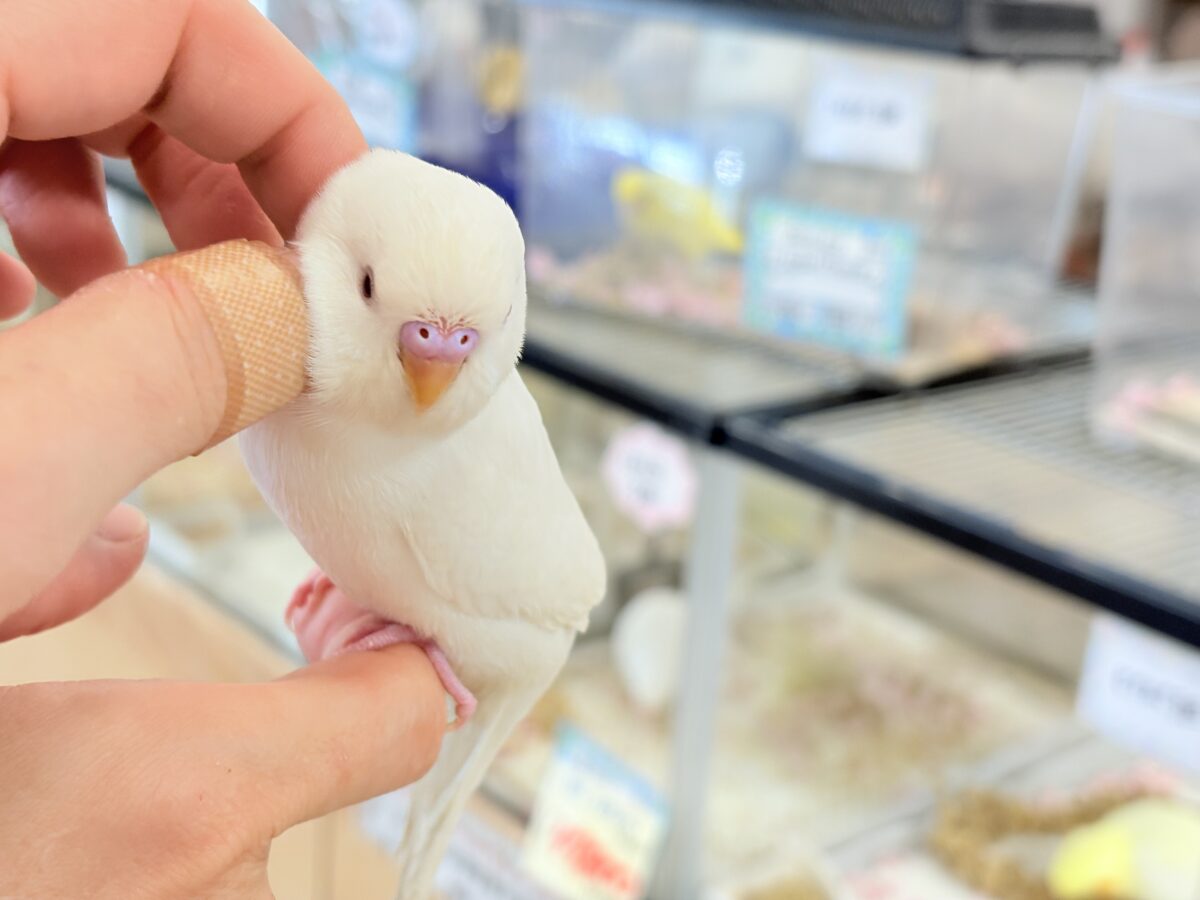 セキセイインコ